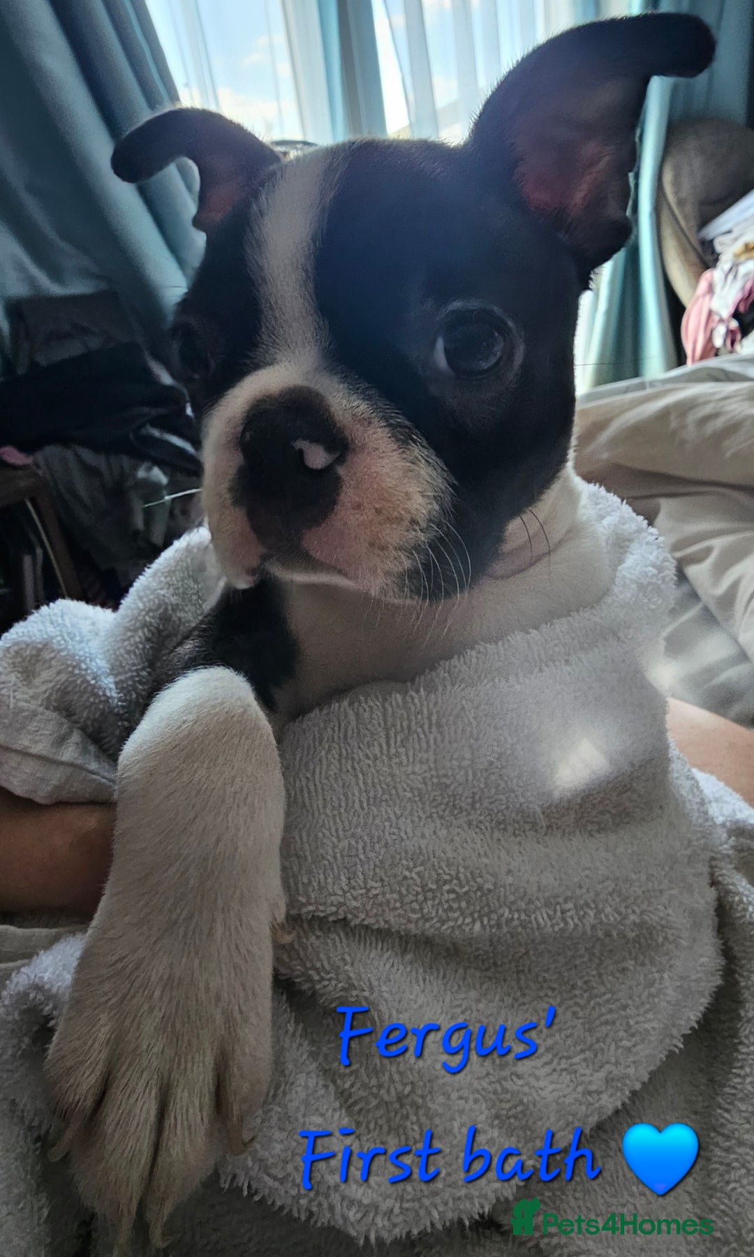Boston Terrier dogs for sale: REDUCED!! Boston terriers DELIVERY!. - Image 18
