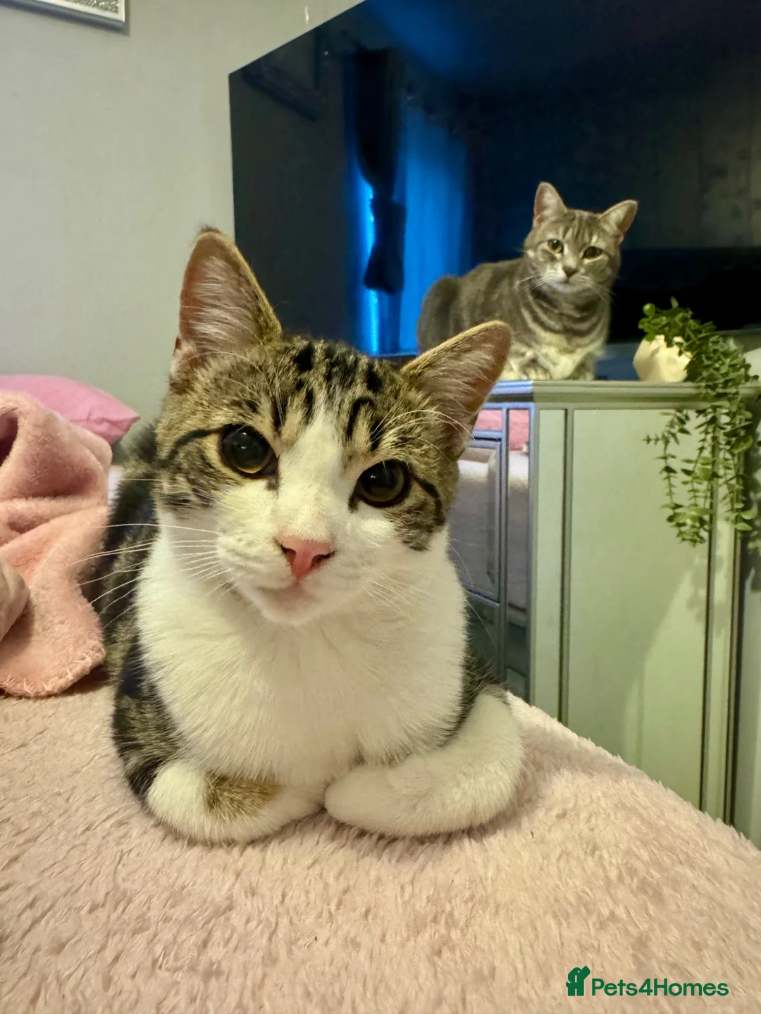 Domestic Shorthair cats for sale: 6 month old male kitten  in Stevenage - Advert 2