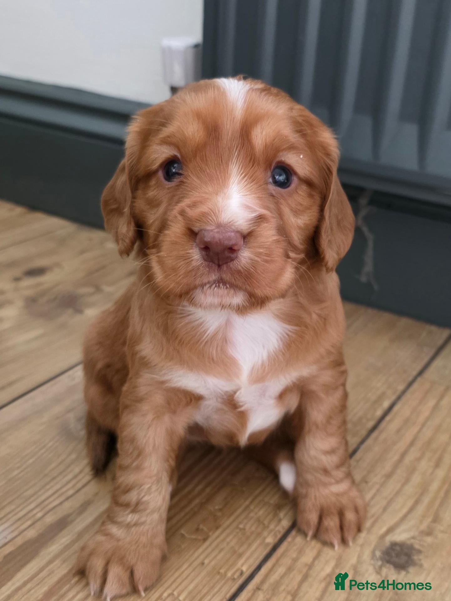 Cocker Spaniel dogs Stunning Working Cocker Pups KC Reg. - Advert 1