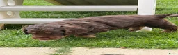 Cocker Spaniel dogs for sale: Beautiful litter of cocker spaniels puppy’s  - Advert 21