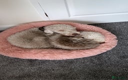 Bedlington Terrier dogs for sale: Pure Bedlington terrier puppy’s for sale £1500 - Image 8