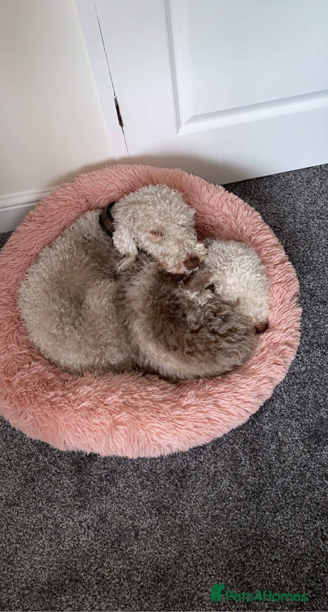 Bedlington Terrier dogs for sale: Pure Bedlington terrier puppy’s for sale £1500 - Image 8