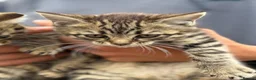 Mixed Breed cats for sale: 3 Tabby Kittens  in Colwyn Bay - Advert 6
