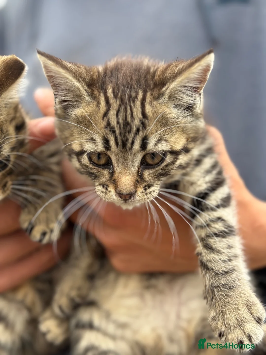 Mixed Breed cats for sale: 3 Tabby Kittens  in Colwyn Bay - Advert 6