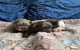 French Bulldog dogs for sale: Fluffy frenchies 🐶 - Image 7