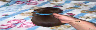 Miniature Dachshund 5