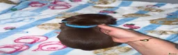 Miniature Dachshund dogs for sale: Miniature dachshund puppies  in Ashford - Advert 4