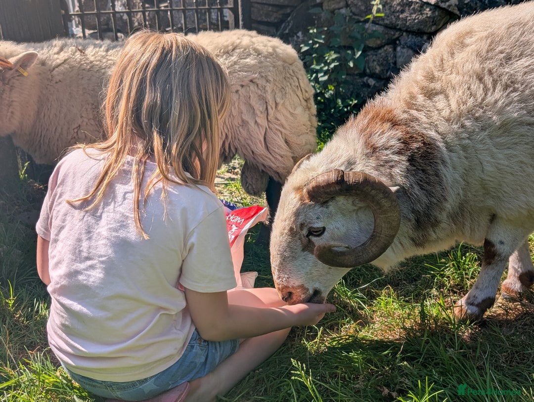 Sheep livestock for sale: Welsh Mountain Ram - Image 3