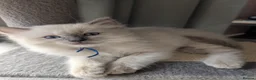 Ragdoll cats for sale: 💛GCCF Registered 💛Ragdoll kittens   - Advert 21