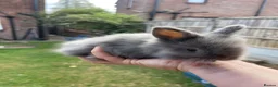 Angora rabbits for sale: Baby Angora x Lionheads Looking for new homes. - Advert 9