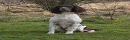 English Springer Spaniel dogs for stud: FIELD TRIAL WINNER, ENGLISH SPRINGER STUD DOG in Bristol - Advert 4