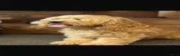 Cockapoo dogs for sale: Beautiful girl yankydoodles  - Advert 1