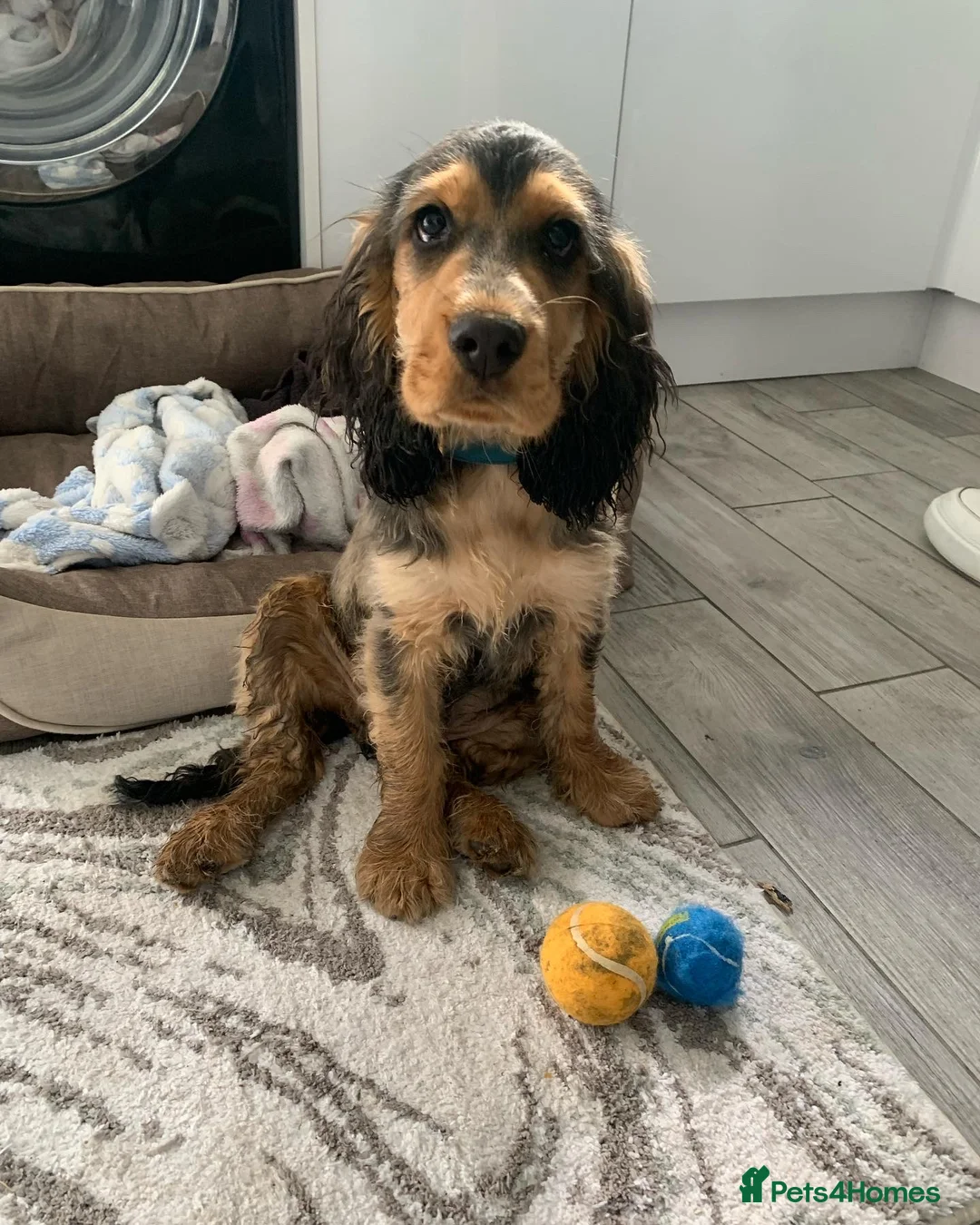 Cocker Spaniel dogs for stud: Cocker Spaniel male for stud - Advert 14