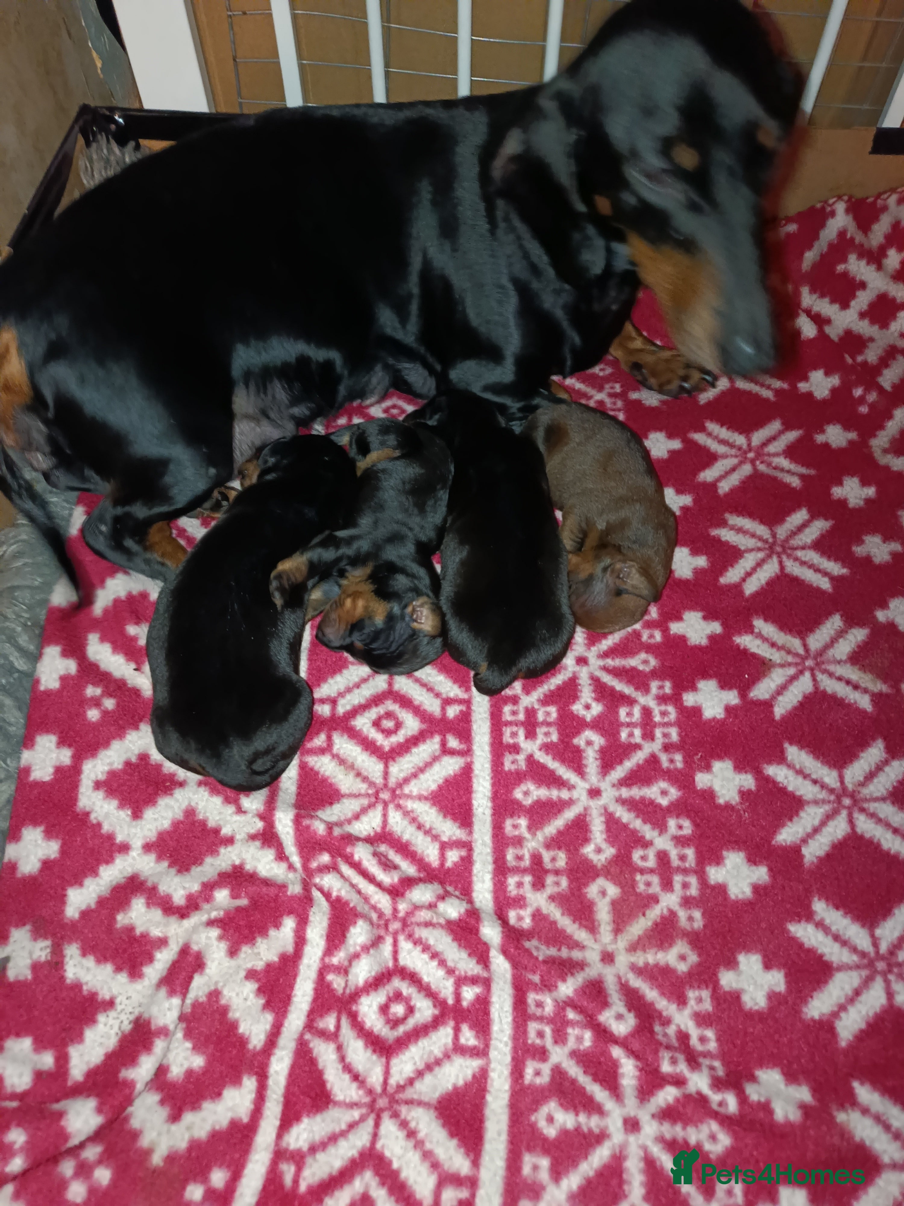 Dachshund dogs Dachshund Standard puppies - Advert 5