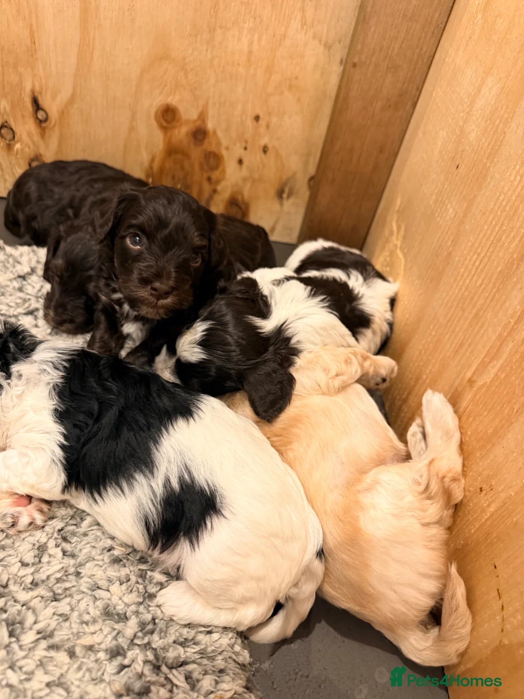 Yorkiepoo dogs for sale: Yorkipoos for sale in Doncaster - Advert 14