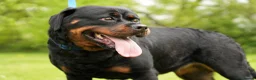 Rottweiler dogs for sale: 🐶PREMIUM ROTTWEILERS. ADRK GERMAN BLOODLINES 🇩🇪 - Advert 5