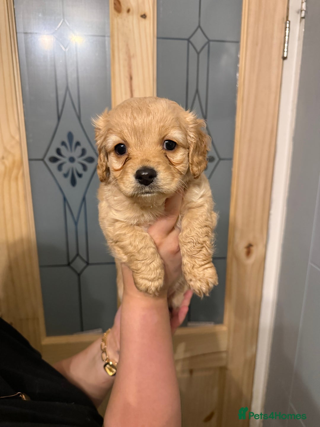 Mixed Breed dogs for sale: Dachshund/cavapoo - Advert 3