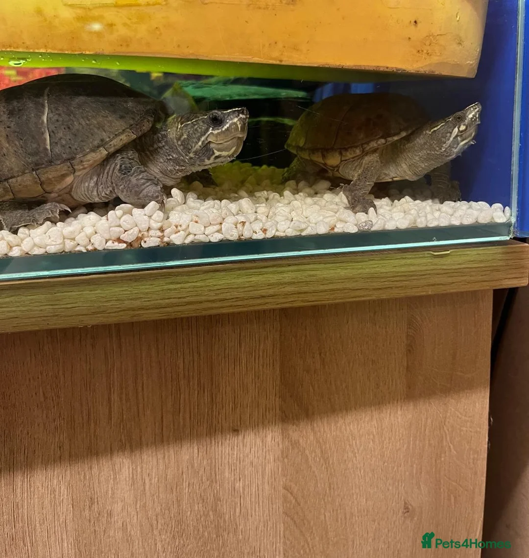 Turtle reptiles for sale: Two musk turtles needing a forever home - Advert 1