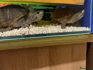 Turtle reptiles Two musk turtles needing a forever home - Advert 6