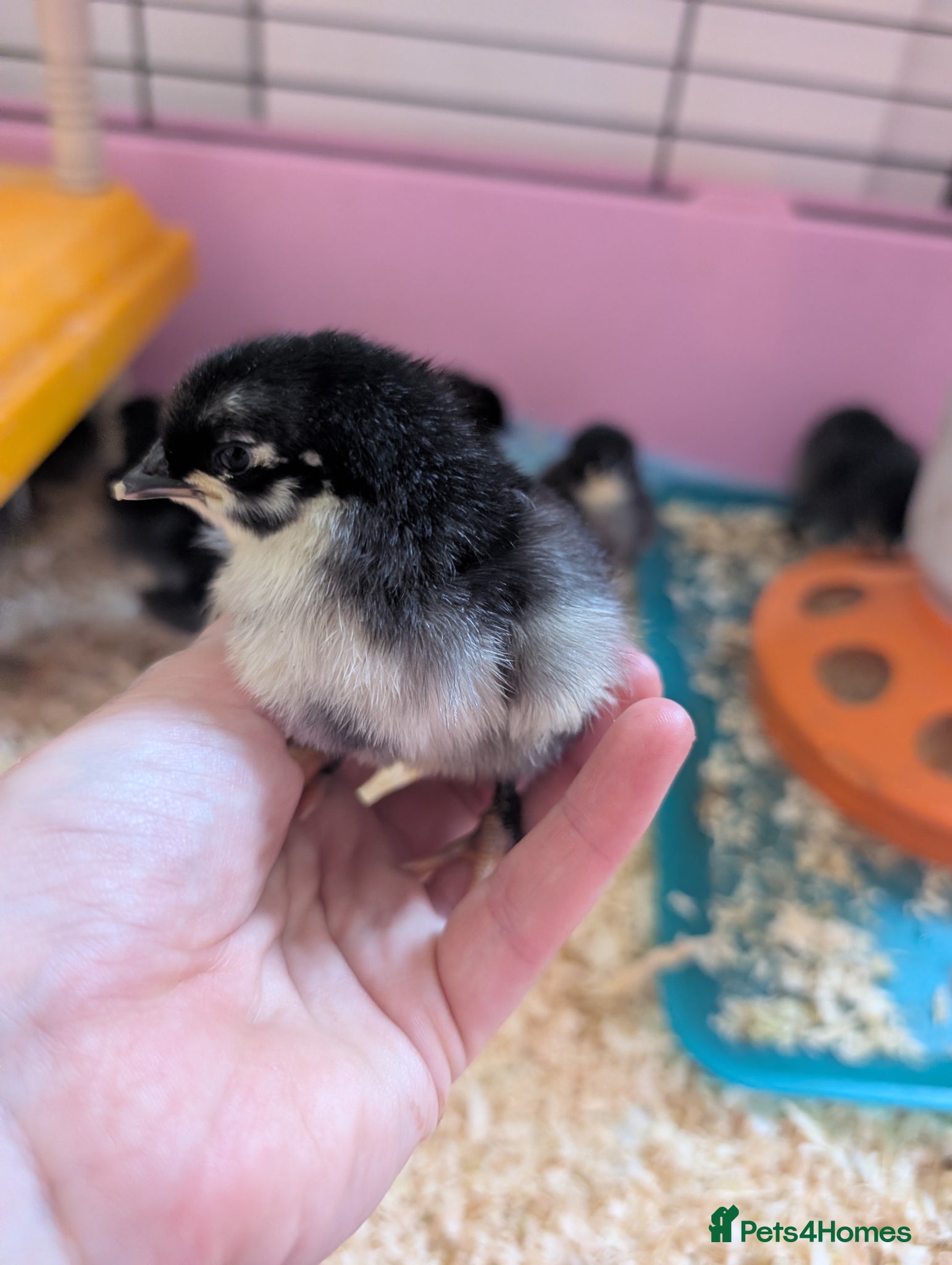 Chickens poultry Black copper marans/ australorp chicks  - Advert 2