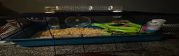 Hamster rodents for sale: Syrian hamster  in Derby - Advert 5