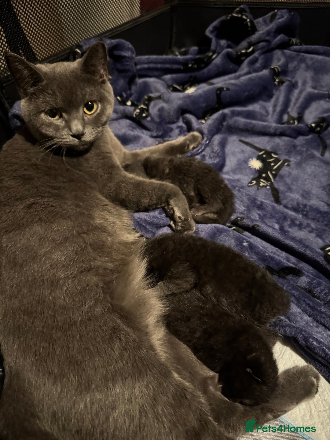 Mixed Breed cats for sale: British short hair cross Maine coon  - Advert 3