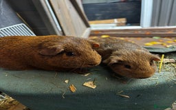 Guinea Pig rodents for sale: Guinea pigs - Image 11