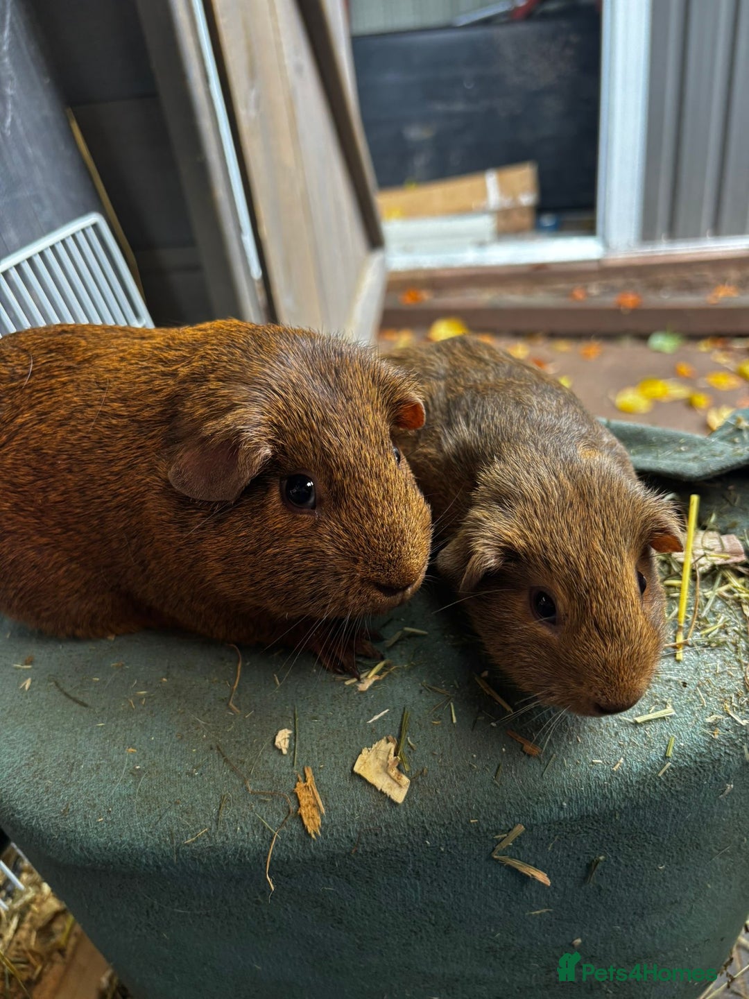 Guinea Pig rodents for sale: Guinea pigs - Image 11