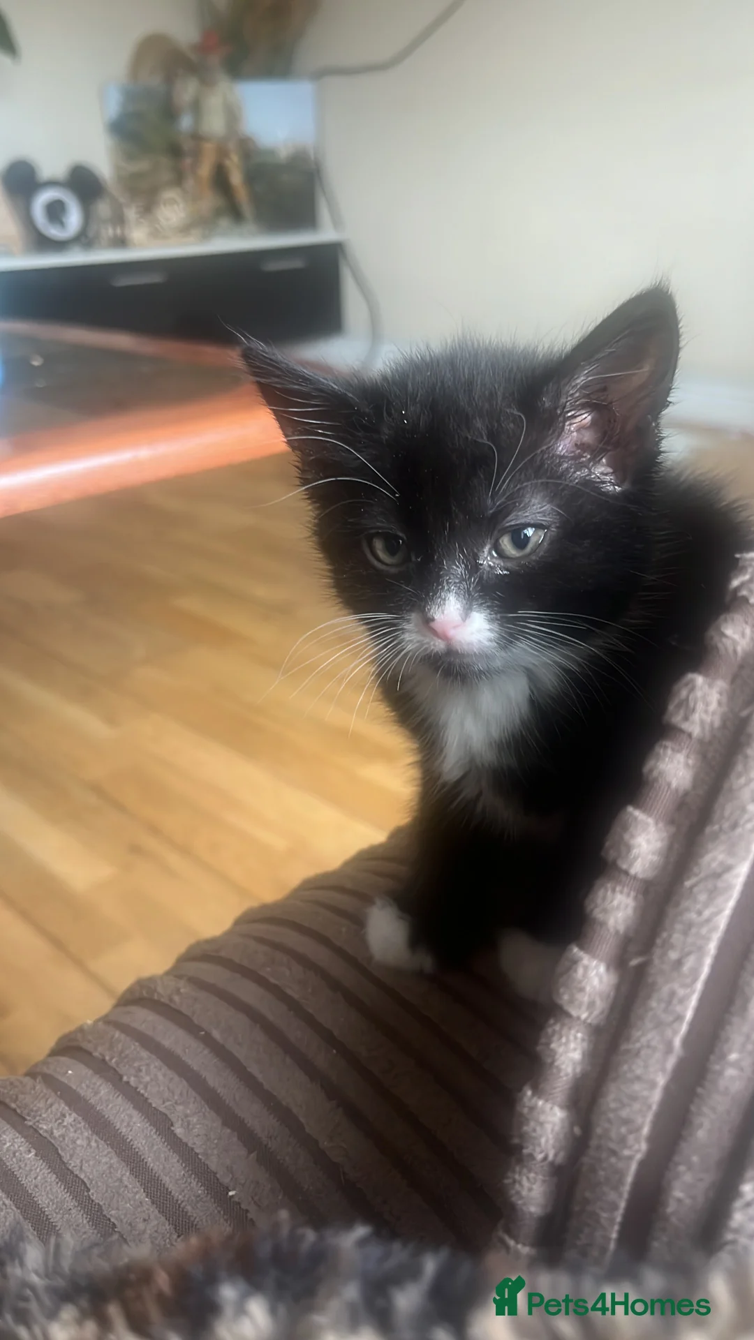 Domestic Shorthair cats for sale: 2 fully black and 3 tuxedo kittens  in Rugby - Advert 2