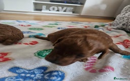 Sproodle dogs for sale: Stunning red and black sproodles rare red colour  - Image 5