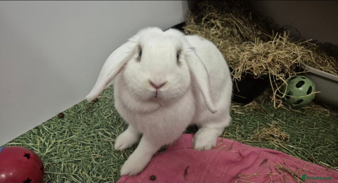 Mixed Breed rabbits for sale: Tansy and Daisy - Advert 2