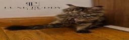 Maine Coon cats for sale: ⚜️ Championline mainecoon kittens ⚜️ - Advert 17