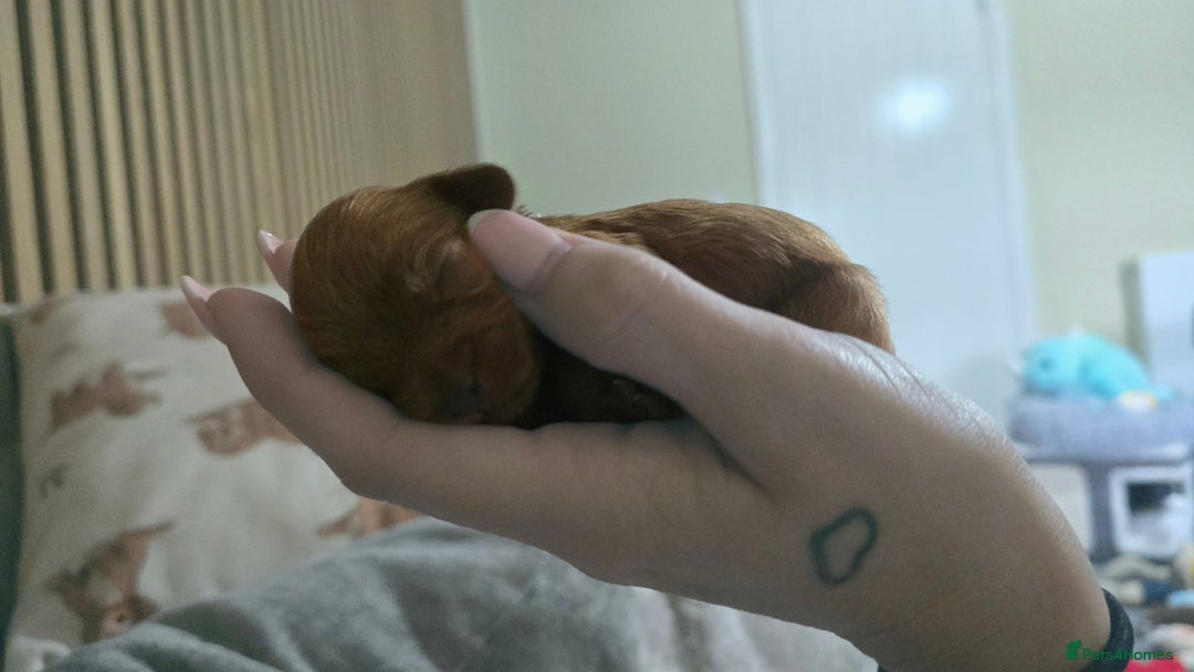 Cockapoo dogs for sale: Beautiful cockapoo puppies - Advert 8