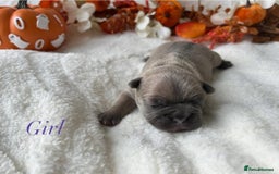 French Bulldog dogs for sale: Frenchie pups KC Registered  - Image 4