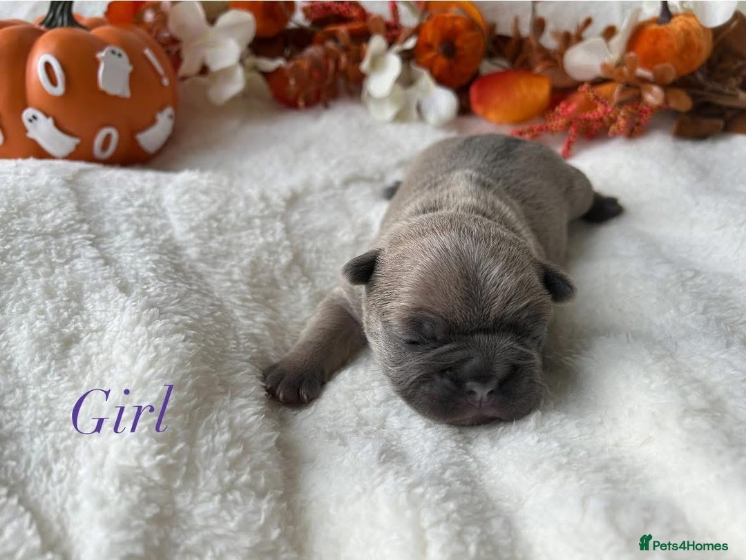 French Bulldog dogs for sale: Frenchie pups KC Registered  - Image 4