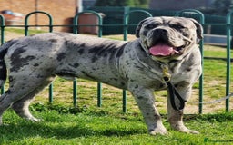 Cane Corso dogs for stud: 🧬MAJESTIC MERLE STUD🧬 - Image 6