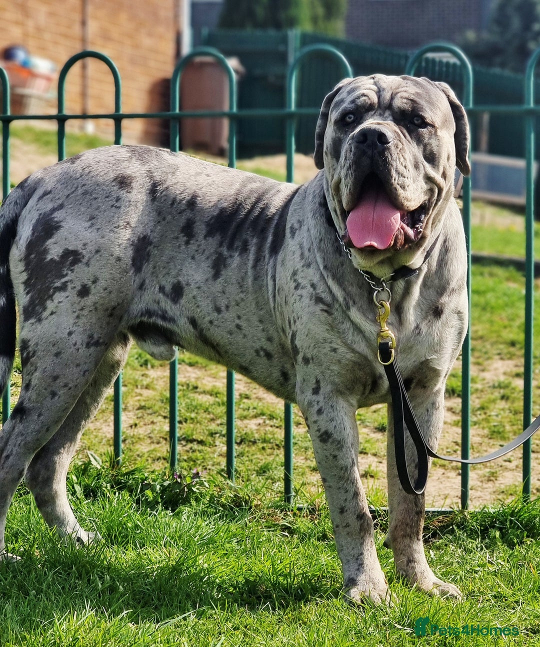 Cane Corso dogs for stud: 🧬MAJESTIC MERLE STUD🧬 - Image 6