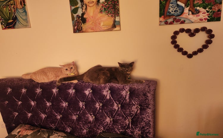Mixed Breed cats - Advert 11