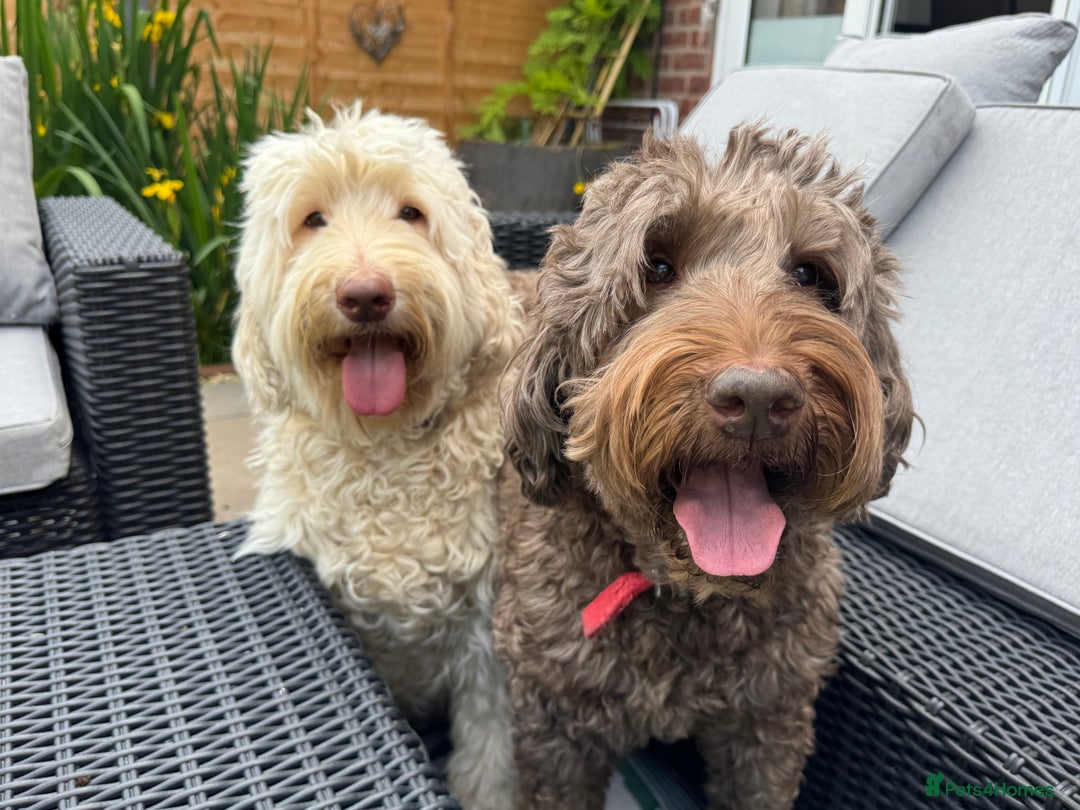 Labradoodle dogs for sale: Labradoodle 12th+ generation  - Image 19