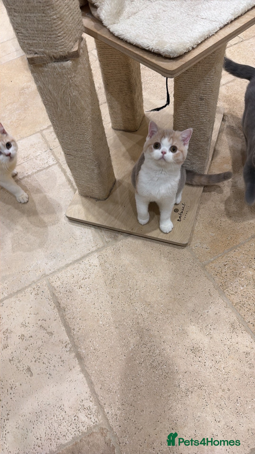 British Shorthair cats for sale: 😽Full Pedigree Registered BSH🌷Trusted Breeder - Advert 32