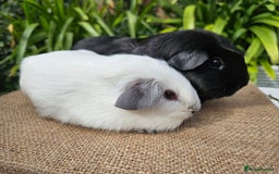 Guinea Pig rodents for sale: Bonded baby/young male californian guinea pigs - Image 5