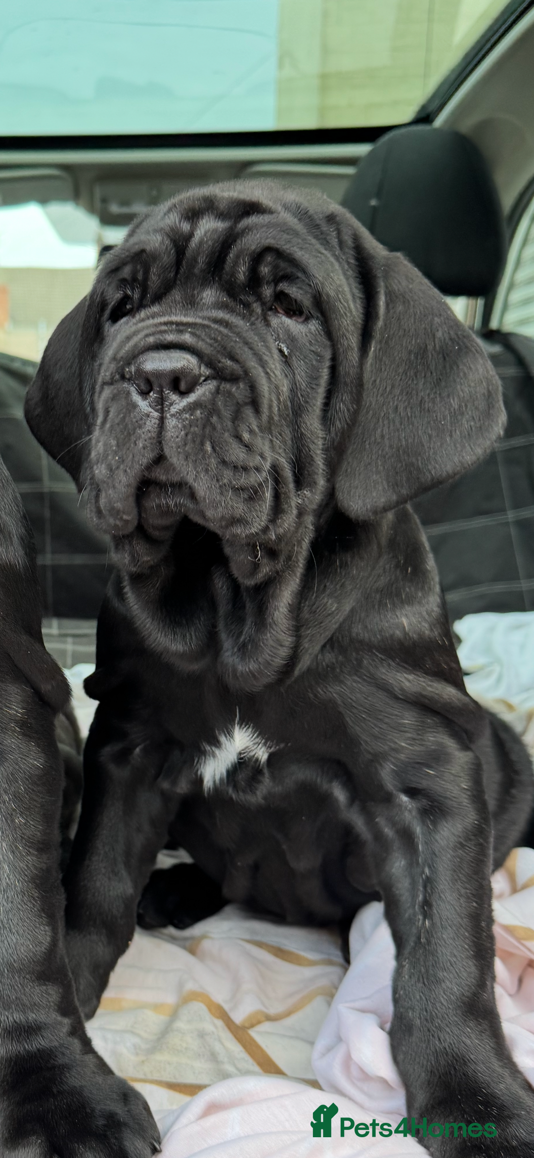 Neapolitan Mastiff dogs for sale: 2 black female Neapolitan mastiff puppies  - Advert 31