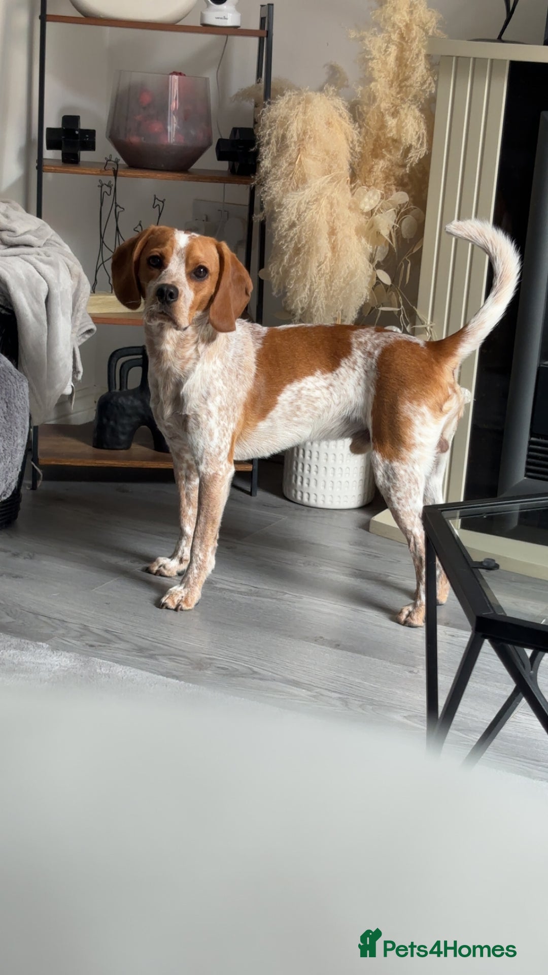 Beaglier dogs for sale: 13 month old beaglier  - Advert 13