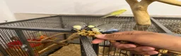Budgerigars birds for sale: Hand Tame Baby Budgies - Advert 11