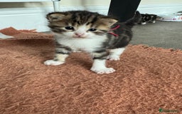 Mixed Breed cats for sale: Kittens looking for their new home  - Image 2
