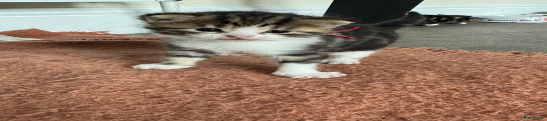 Mixed Breed Kitten 2