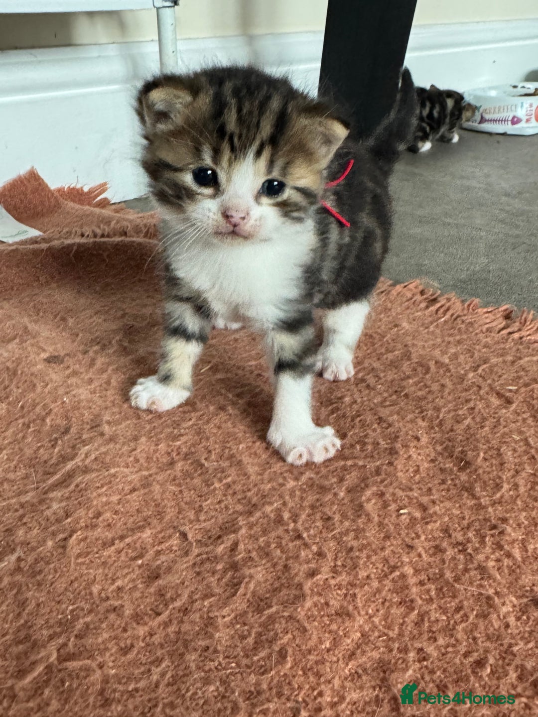 Mixed Breed cats for sale: Kittens looking for their new home  - Image 2