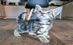Mixed Breed cats for sale: 4 beautiful kittens looking for their forever home - Image 8