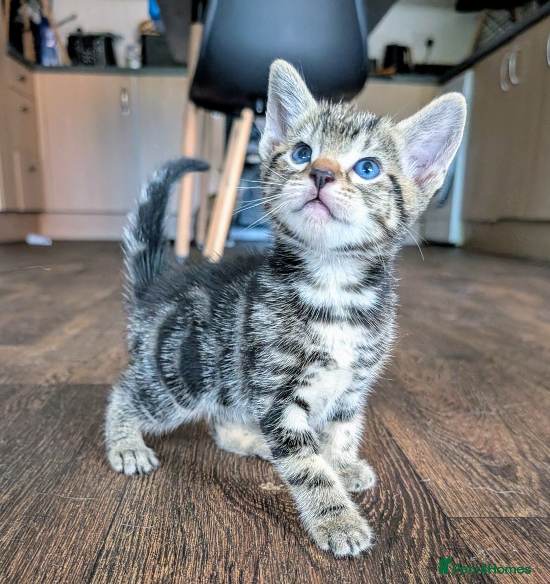 Mixed Breed cats for sale: 4 beautiful kittens looking for their forever home - Image 8