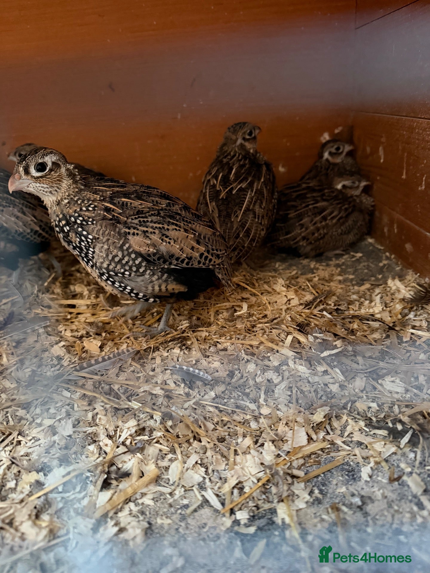 Quail poultry Mearns Montazuma quails  - Advert 3